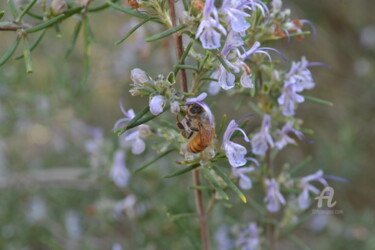 Fleur et abeille Flower and bee
