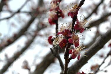 Beauté du printemps – Beauty of spring