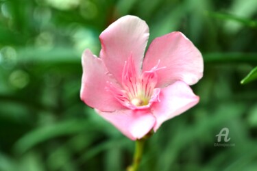 Oléandre Rose - Rose Oleander