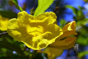 Sarakonrai Flower - Fleur douche d'or